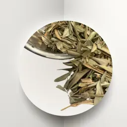 ورق زيتون